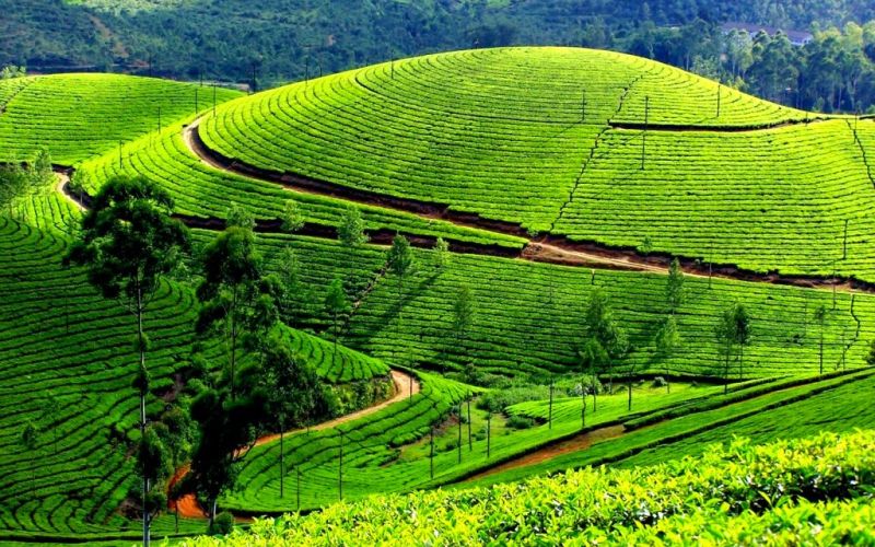 munnar